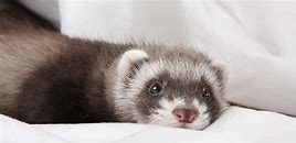 Prospect Ferret Rescue